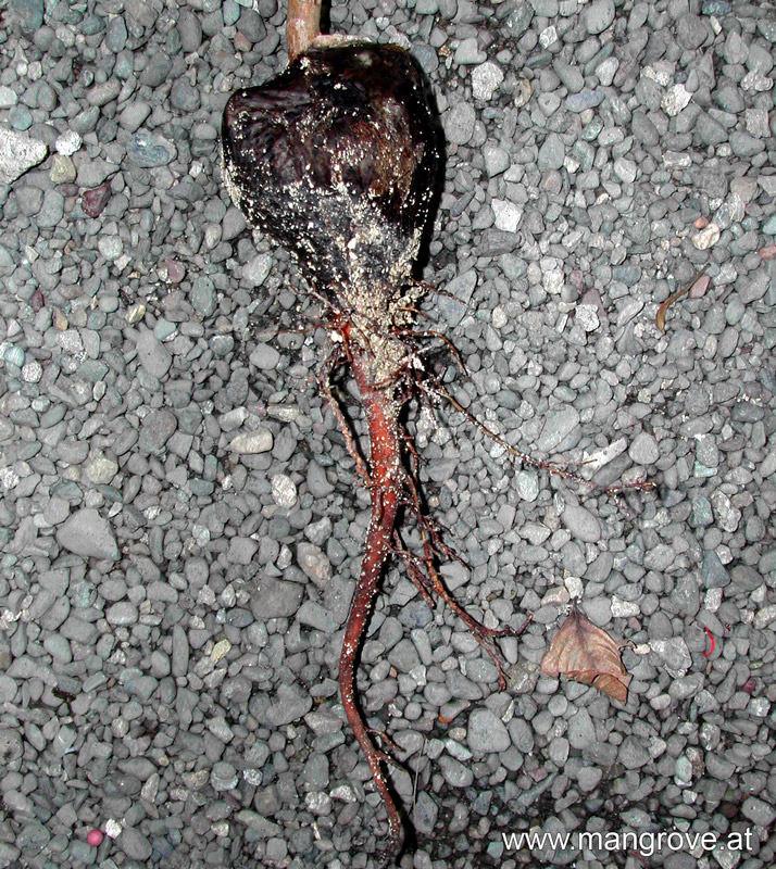 rat root system